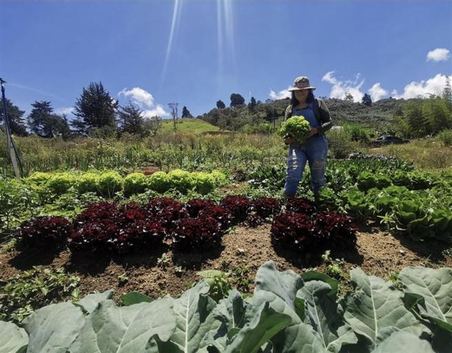 Hortalizas y verduras - Shany