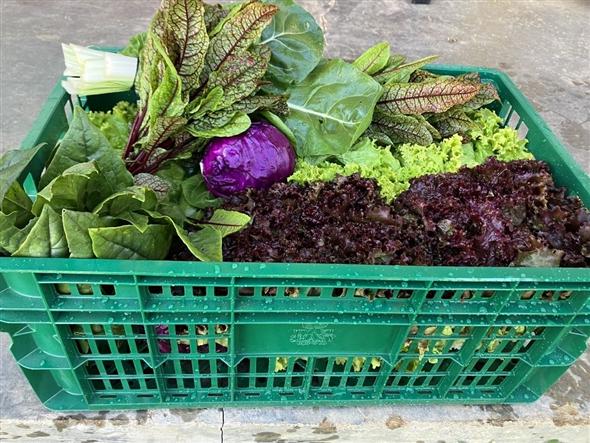 Hortalizas y verduras - Canasta