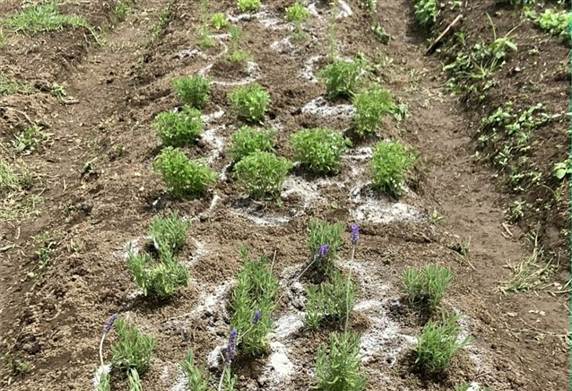 Hortalizas y verduras - Huerto 1