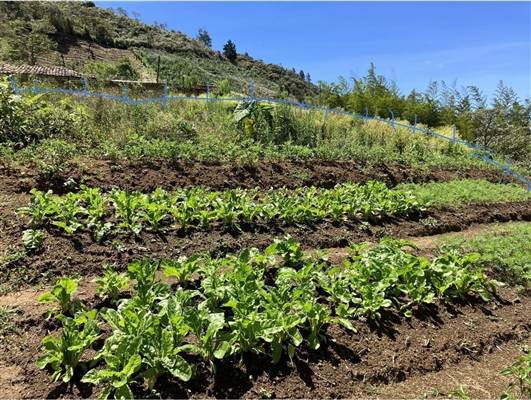 Hortalizas y verduras - Huerto 2