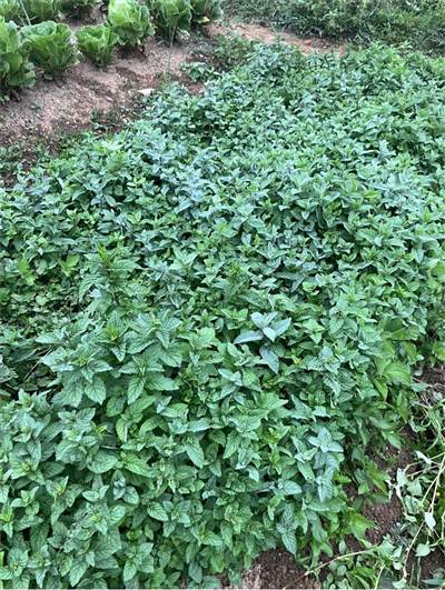 Hortalizas y verduras - Huerto 3