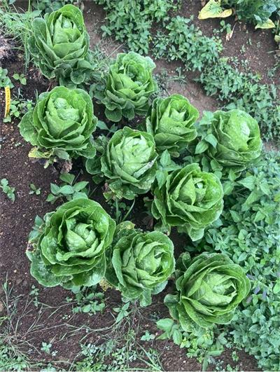 Hortalizas y verduras - Lechugas