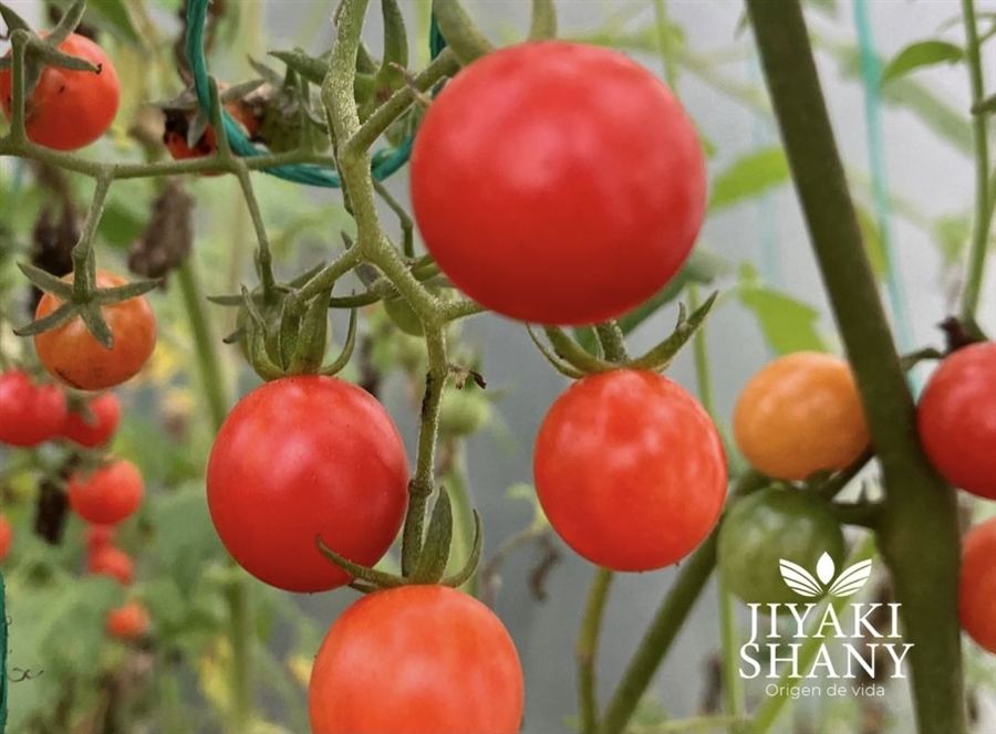 Hortalizas y verduras - Tomates