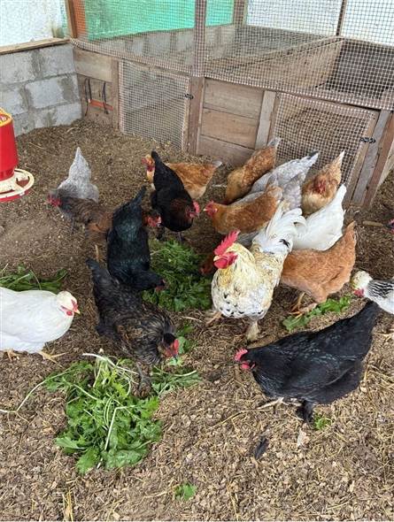 Gallinero libre pastoreo